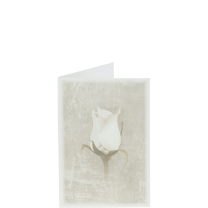 Trauerbild "Weiße Rose" Trauerbild "Weiße Rose"